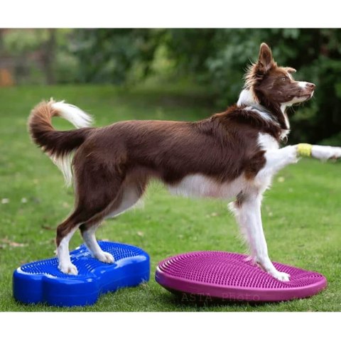 FitPAWS Platforma równoważna dla zwierząt K9FITbone, PVC, błękitna